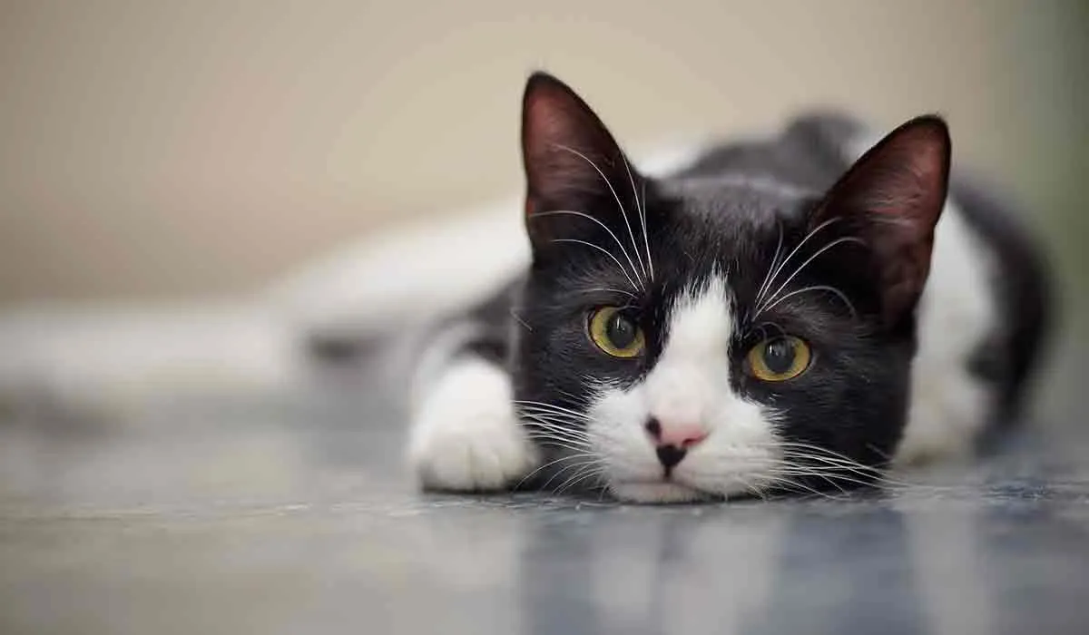 consejos para calmar a tu gato y más