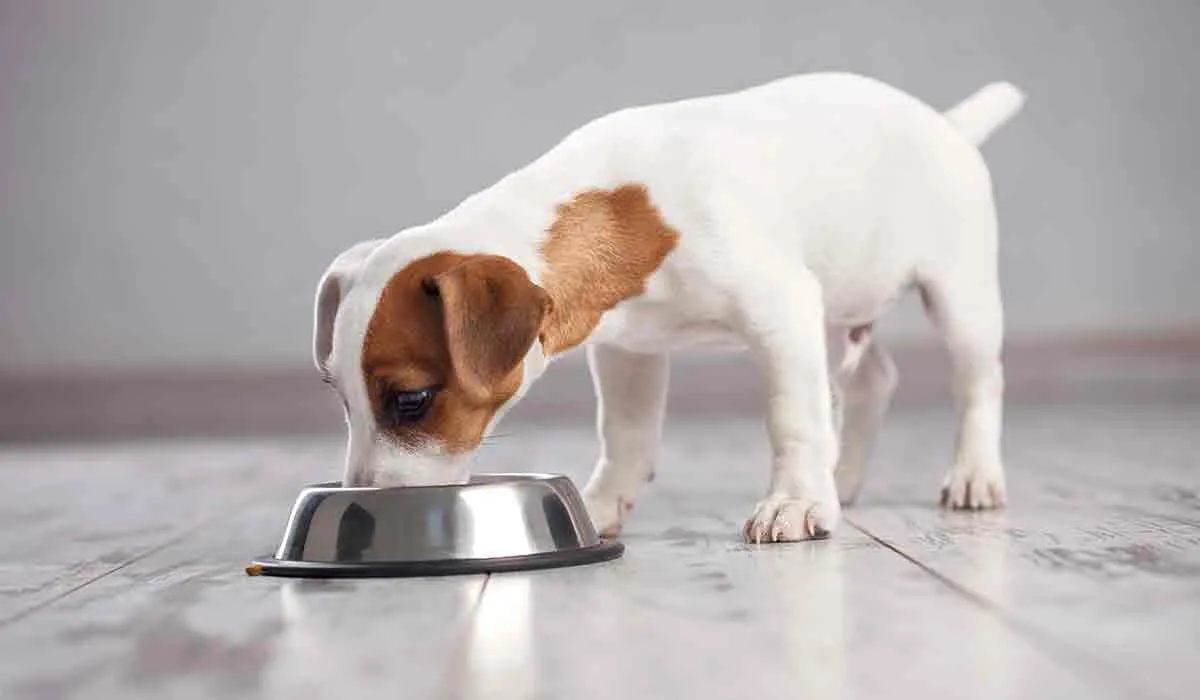 tips para darle de comer a tu cachorro