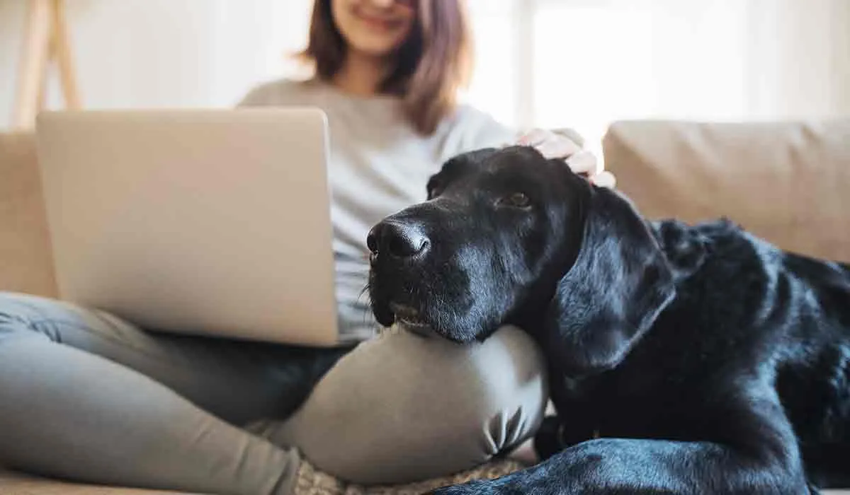 mascotas en cuarentena por coronavirus