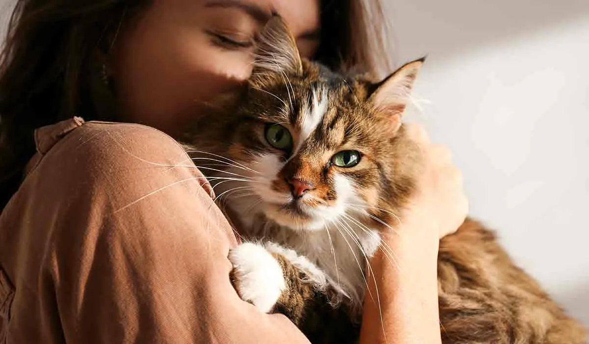 los gatos necesitan cuidados