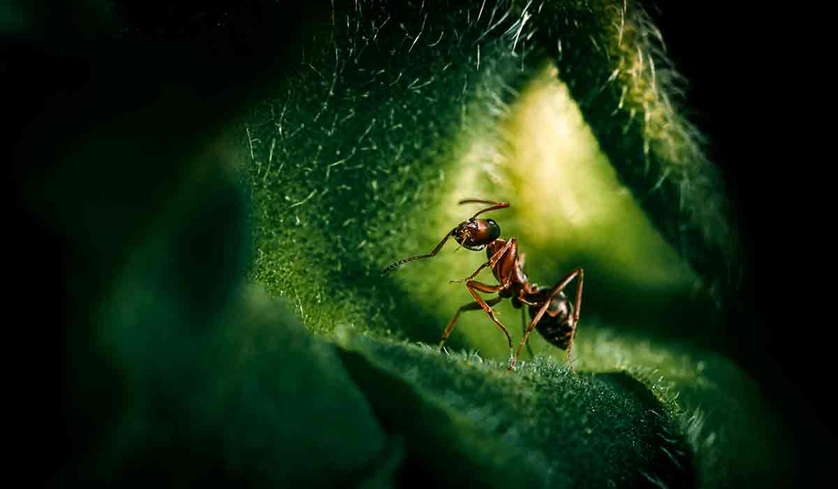 conoce la relación entre hormigas y plantas