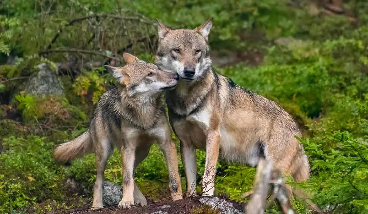 animales más fieles