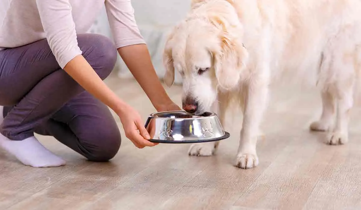 mi perro lleva días sin comer