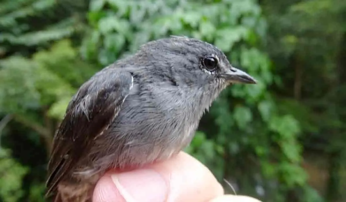 nuevas especies animales encontrados