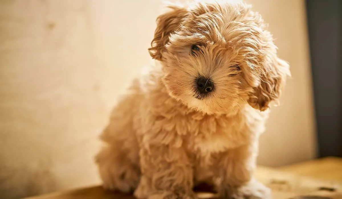 si quieres tener un cachorro lee esto