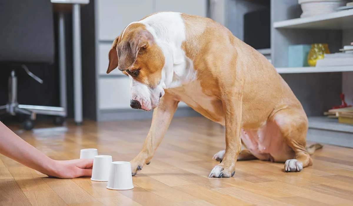 consiente a tus perros durante la cuarentena