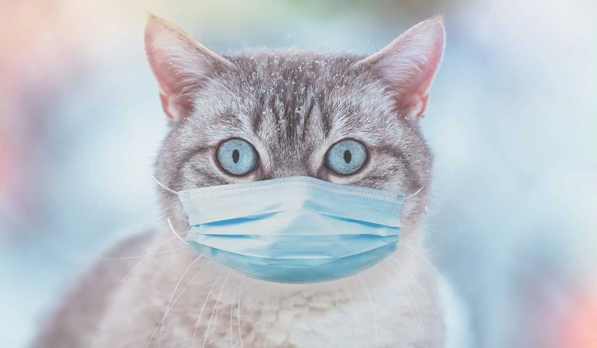 un gato no puede contagiarte de coronavirus