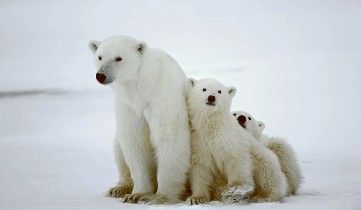 complicaciones para el oso polar