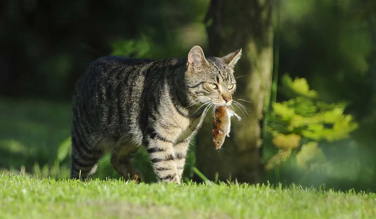 por esto cazan los gatos