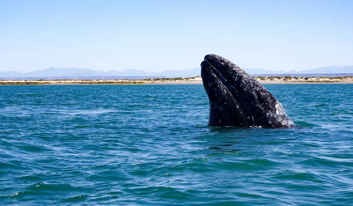 conoce Bahía Magdalena en Baja California Sur