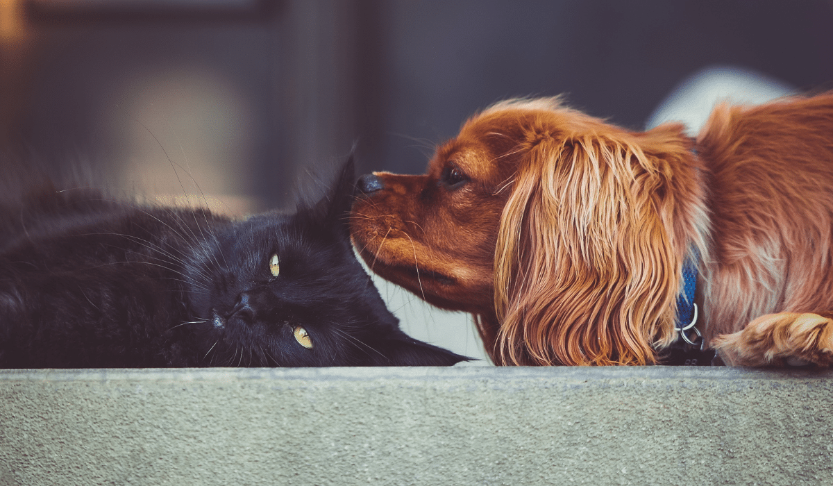 Descubre las creencias y supersticiones de perros y gatos que los rodean en diversas culturas y su significado espiritual.