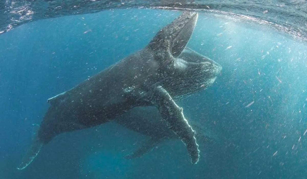 documentales sobre la tierra y el medio ambiente
