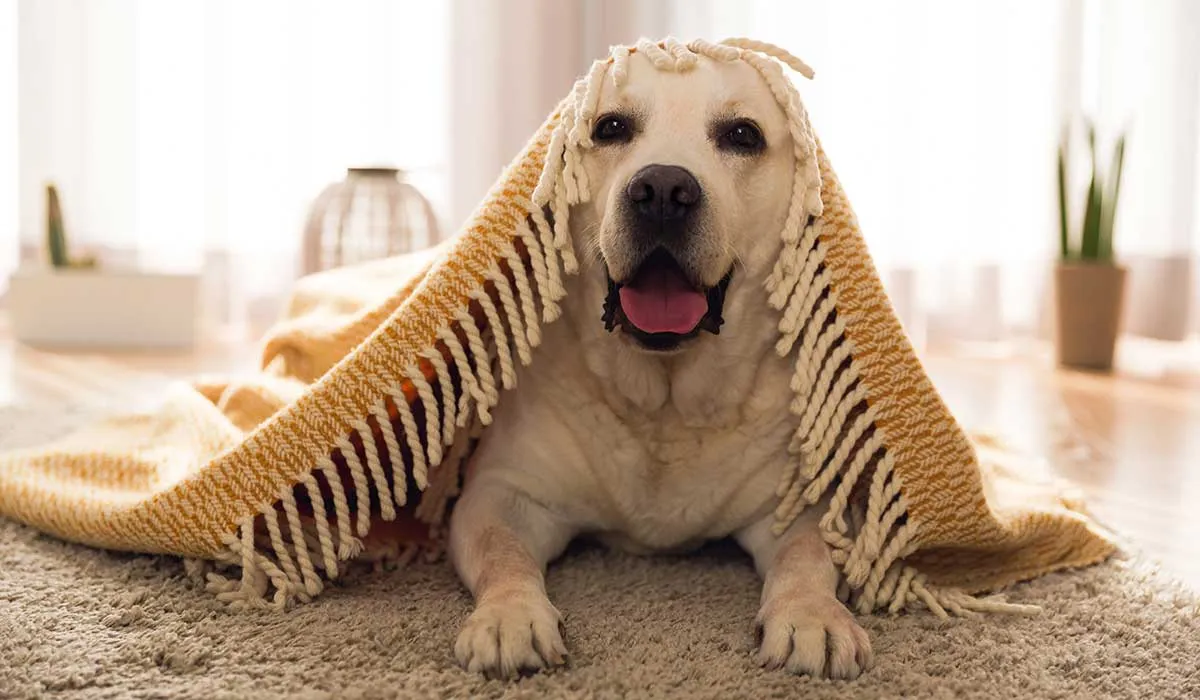 tu perro se puede ver afectado por el aislamiento