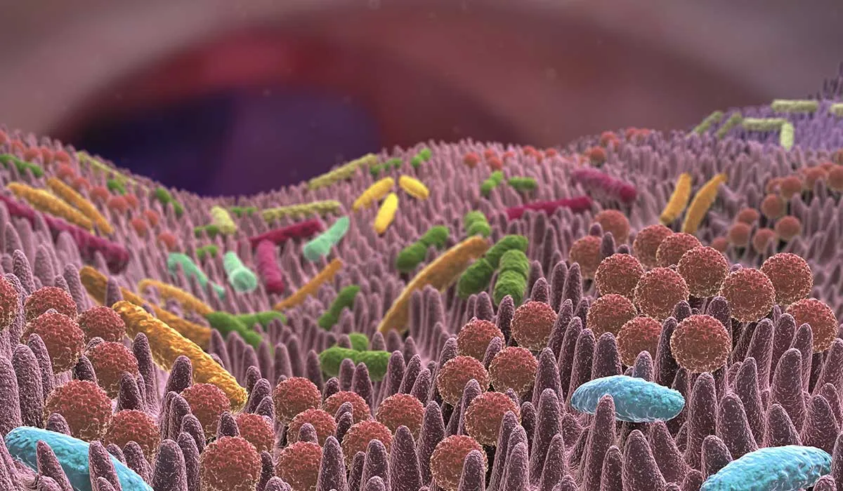 bacterias efectivas para el cuerpo