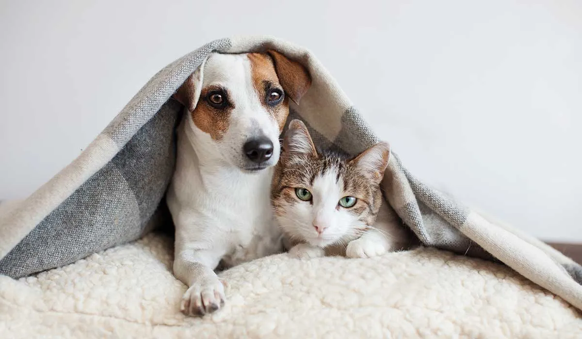 tips de limpieza con mascotas
