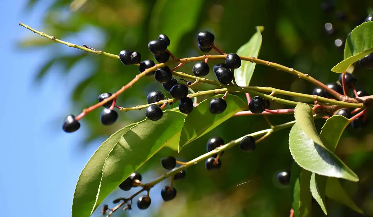ventajas del capulín