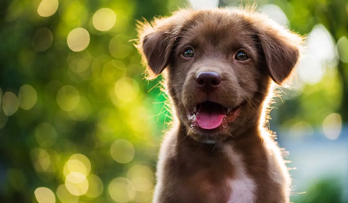 tu cachorro debe aprender estas cosas desde el inicio