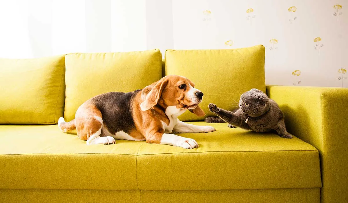 qué hace que los perros persigan a los gatos