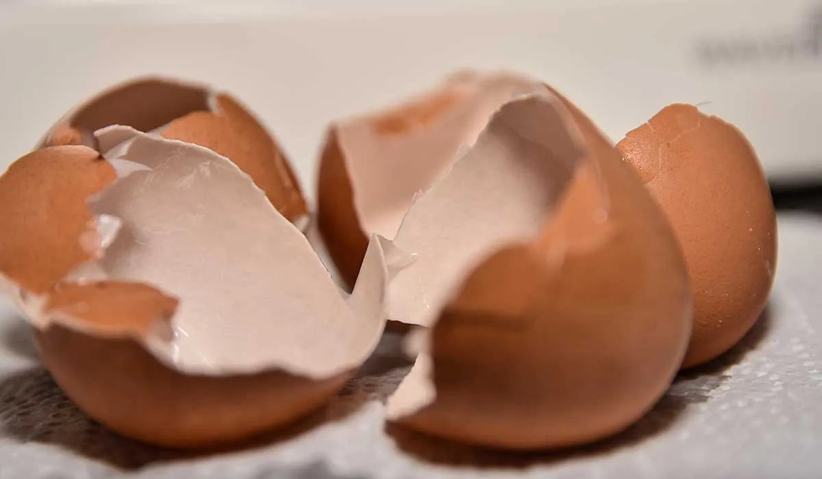 haz esto con tus cascarones de huevo