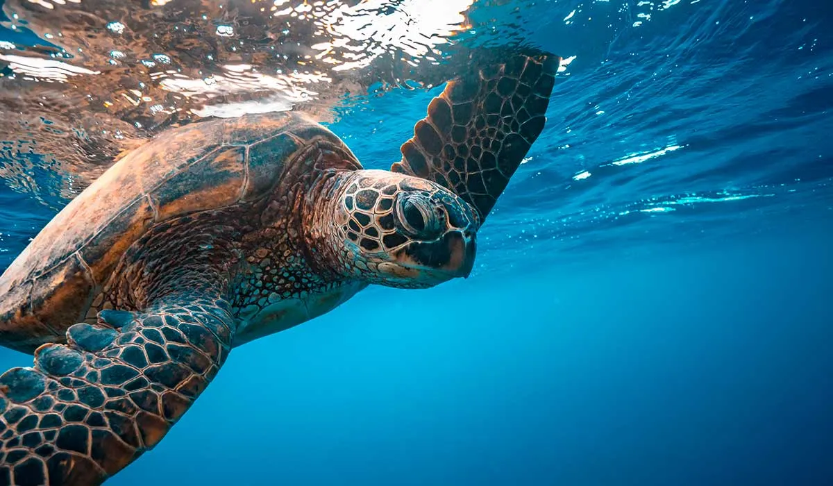 vienen más tortugas a las playas