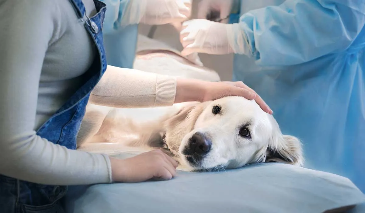 gusano del corazón, un peligro para tu mascota