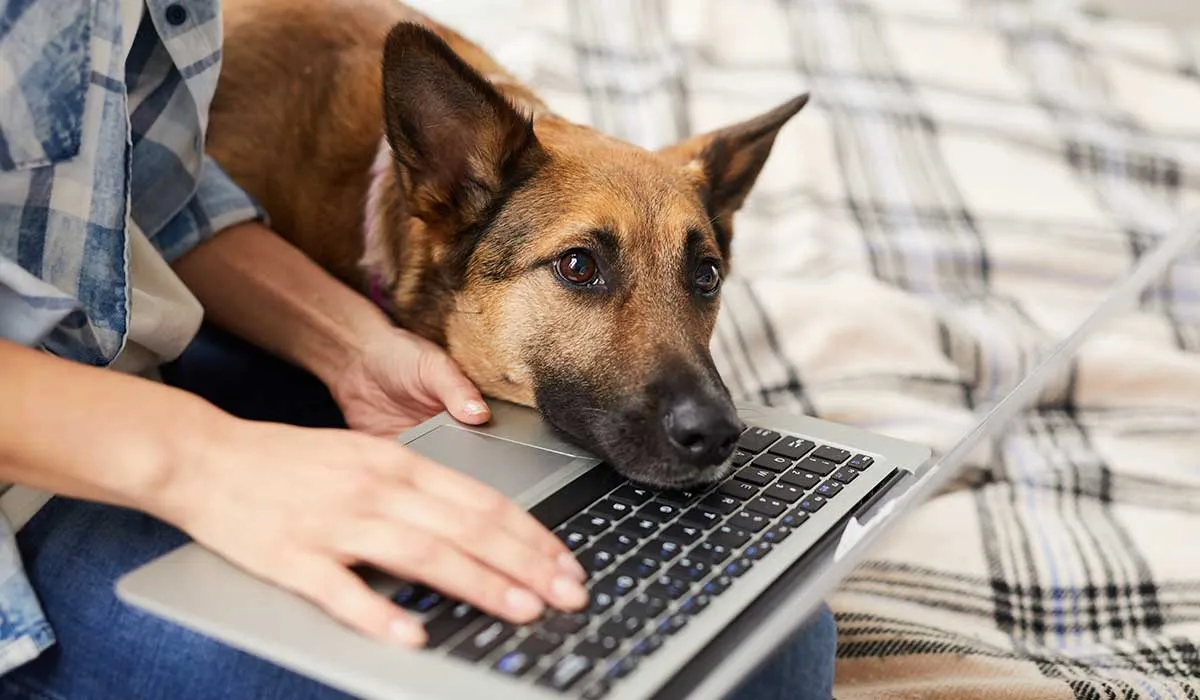 tu perro te sigue a todos lados por esto