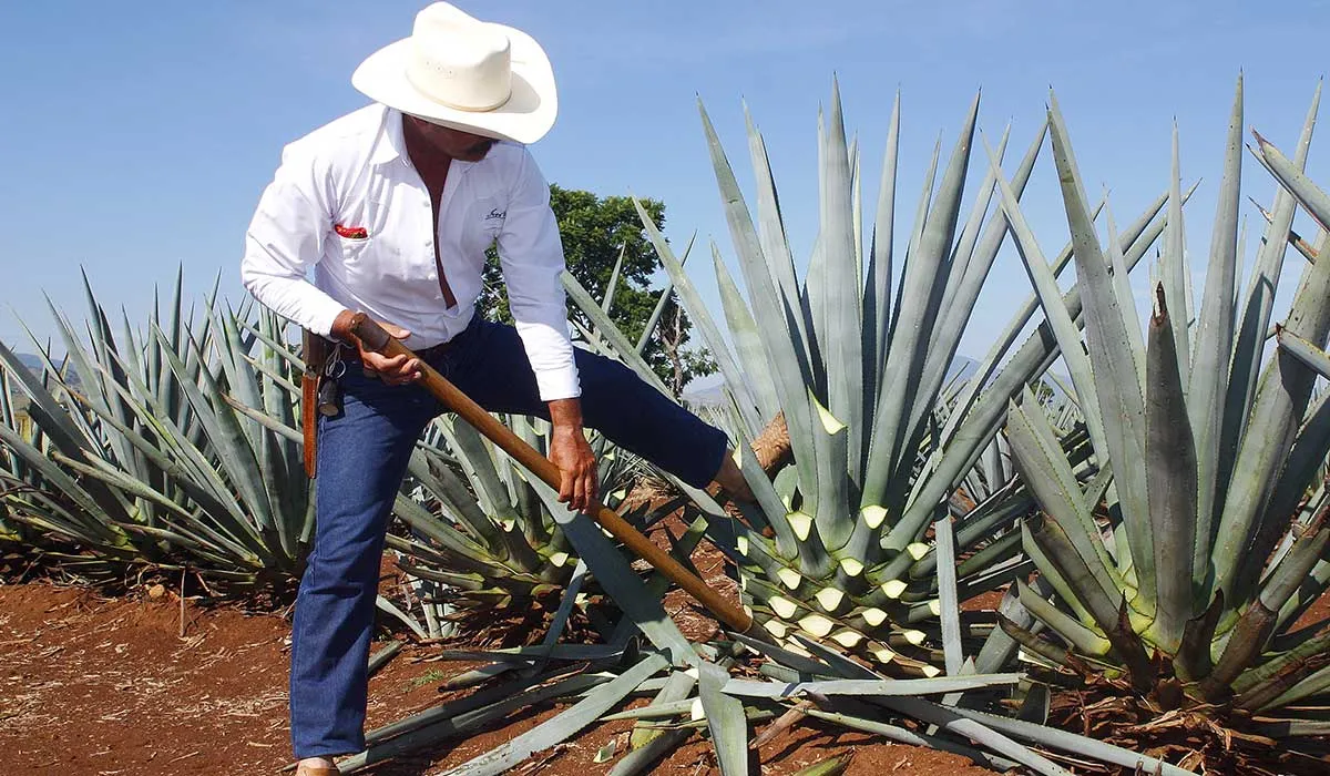 el tequila requiere un proceso minucioso