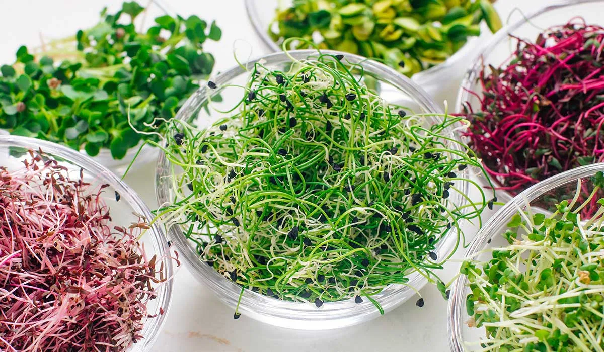 descubre todo el poder de los germinados