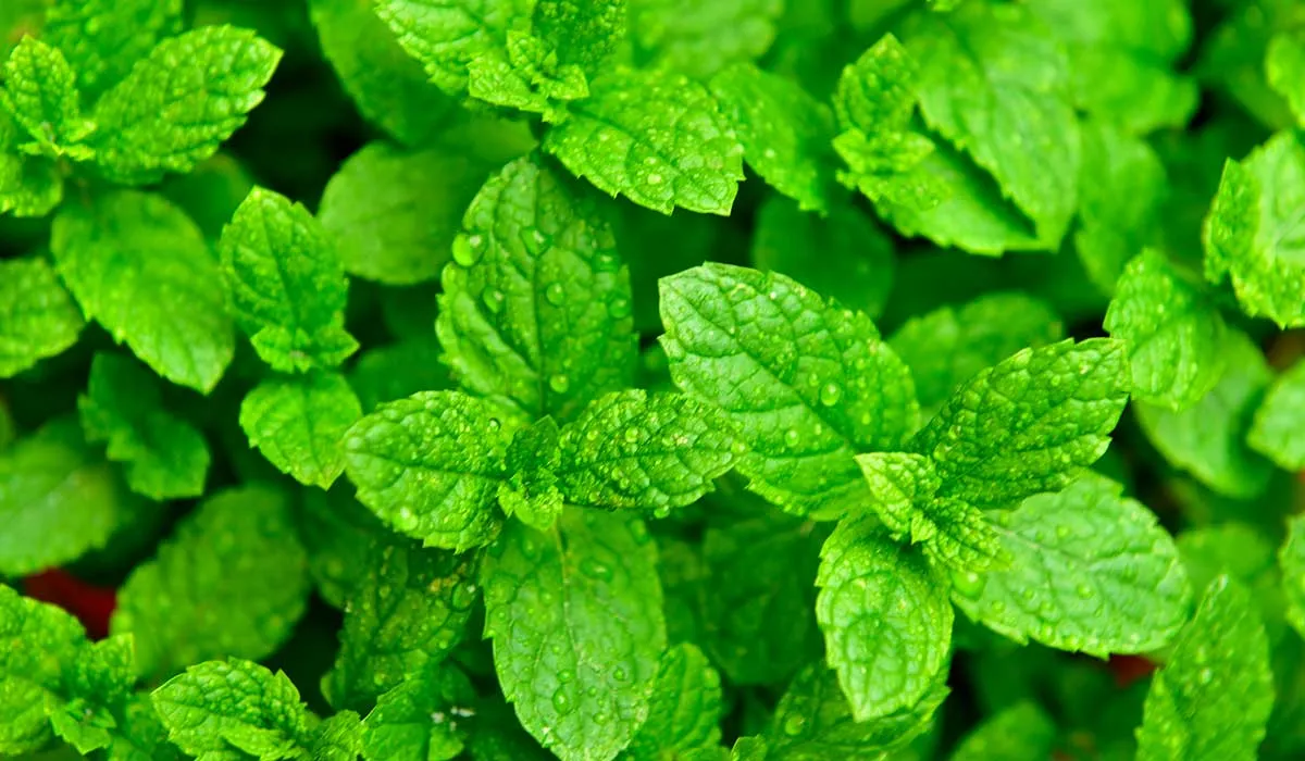 menta contra la piel grasosa