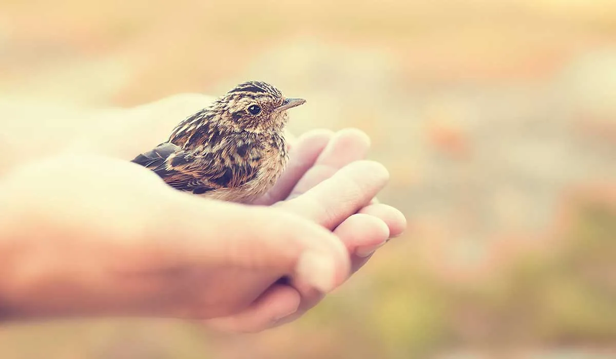 conoce a unos pájaros bebés