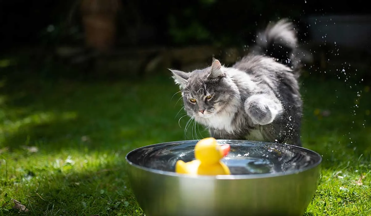 ¿los gatos odian el agua?