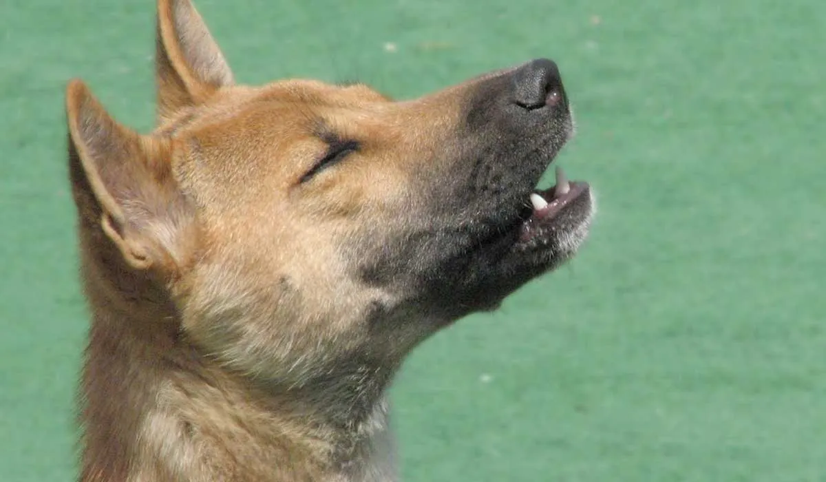 se creía que los perros cantores era una raza que había desaparecido