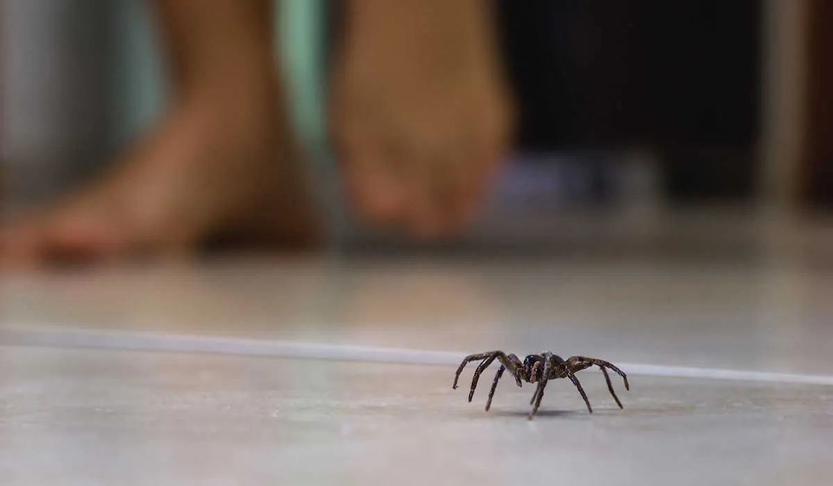 animales ponzoñosos en época de lluvia
