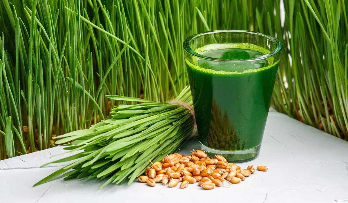 conoce los beneficios del pasto de trigo