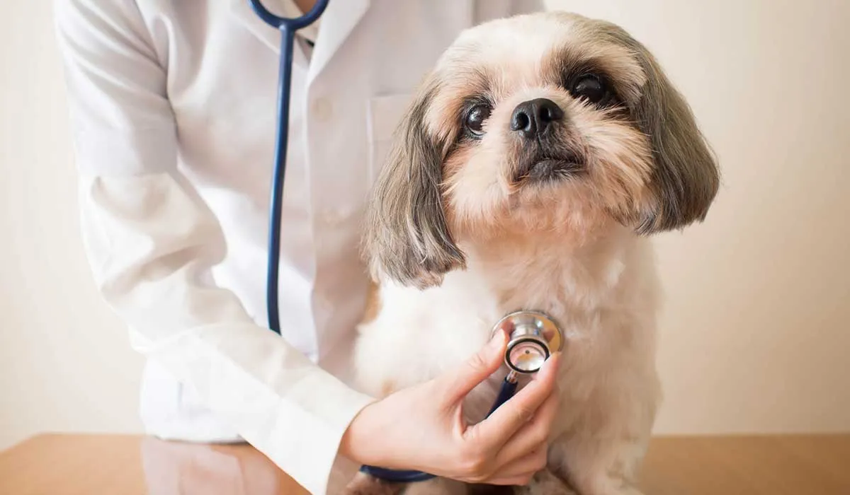 cuida a tus perros de las enfermedades del corazón