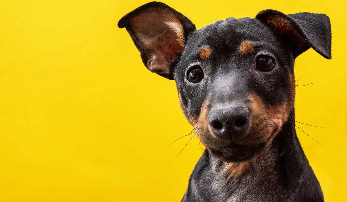 aprende más sobre los perros