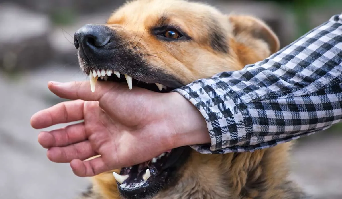 que hacer si tu perro muerde a una persona