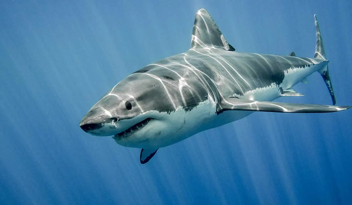 para comprender a los tiburones
