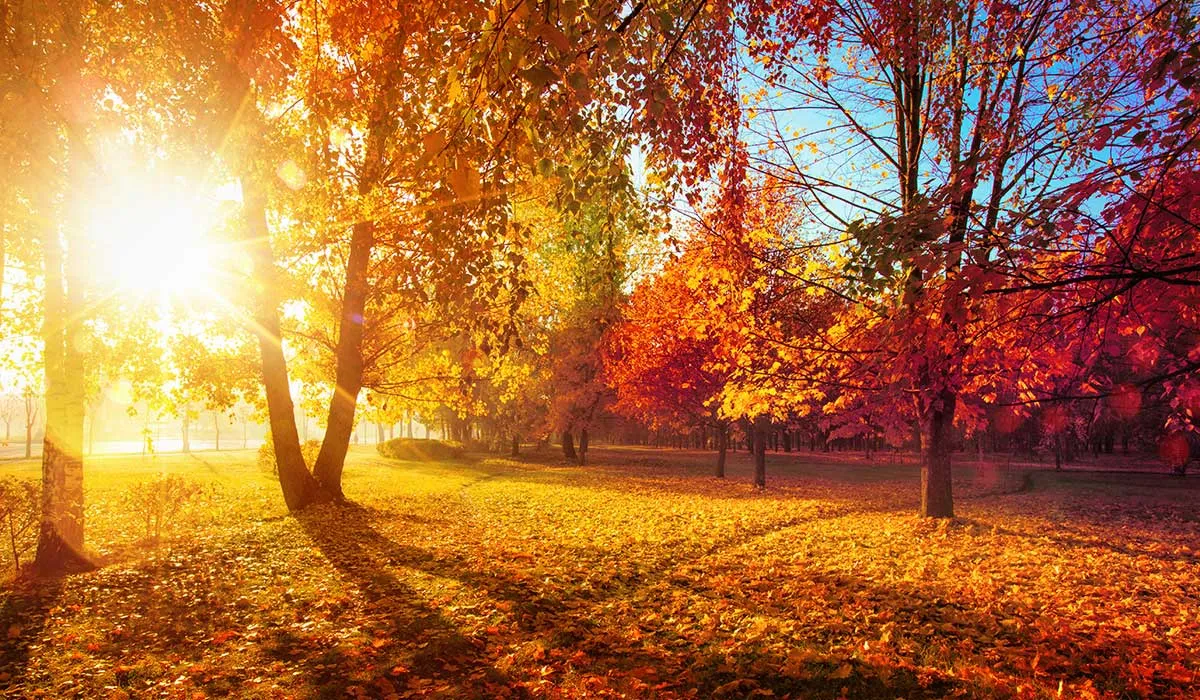 descubre todo lo que tiene para ti el otoño