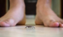 por esta razón debes evitar matar arañas en tu casa