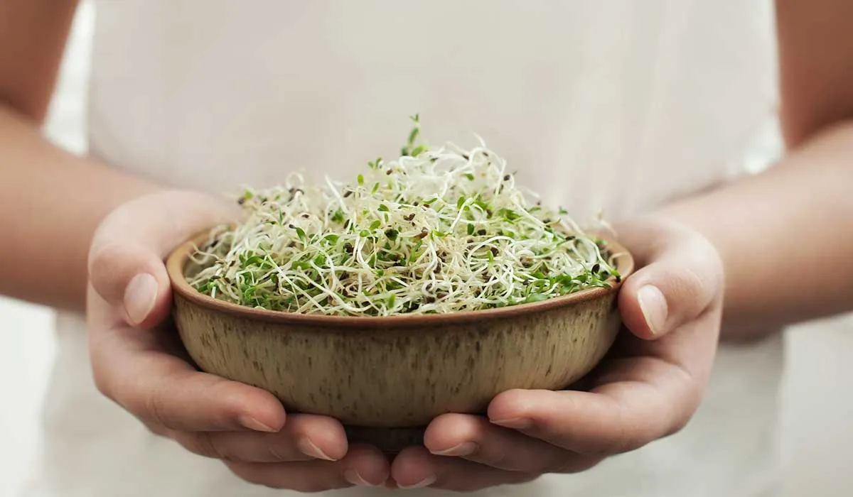 disfruta estas recetas de germinados