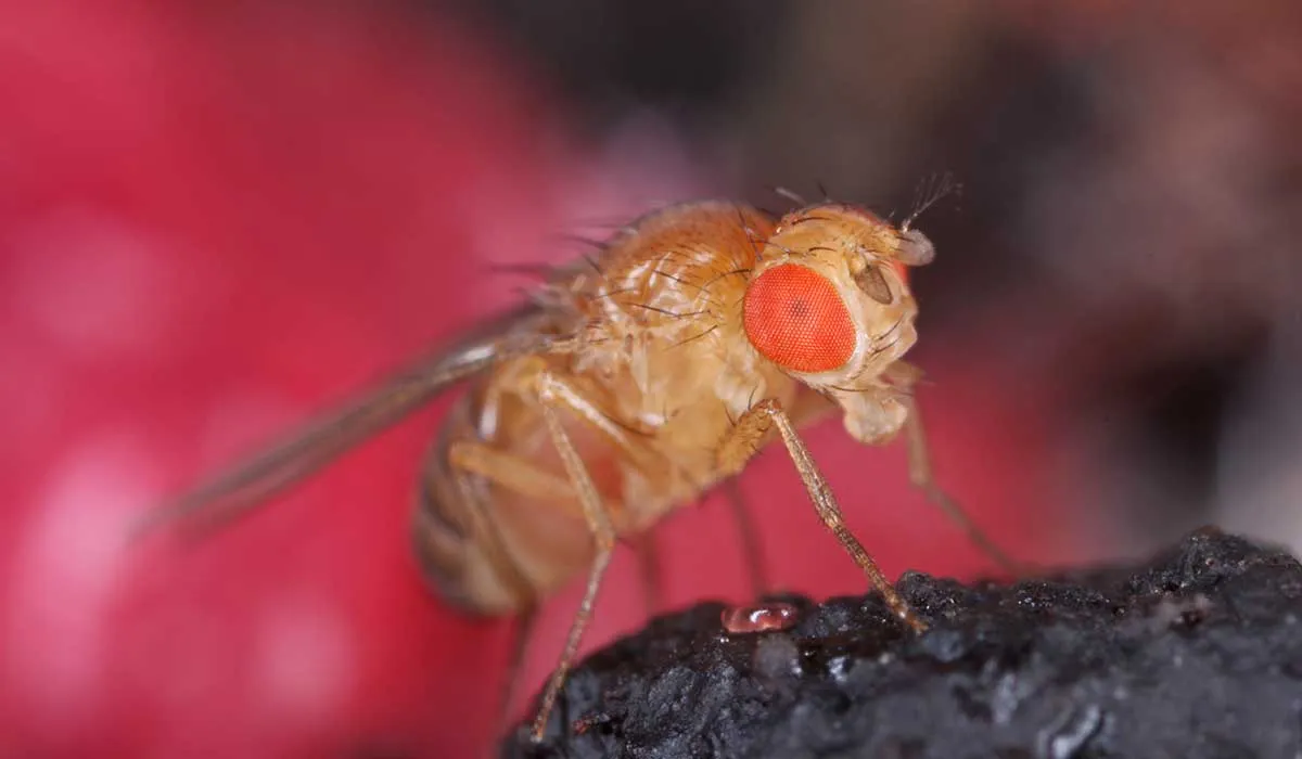 trampas hechas en casa para moscas de la fruta