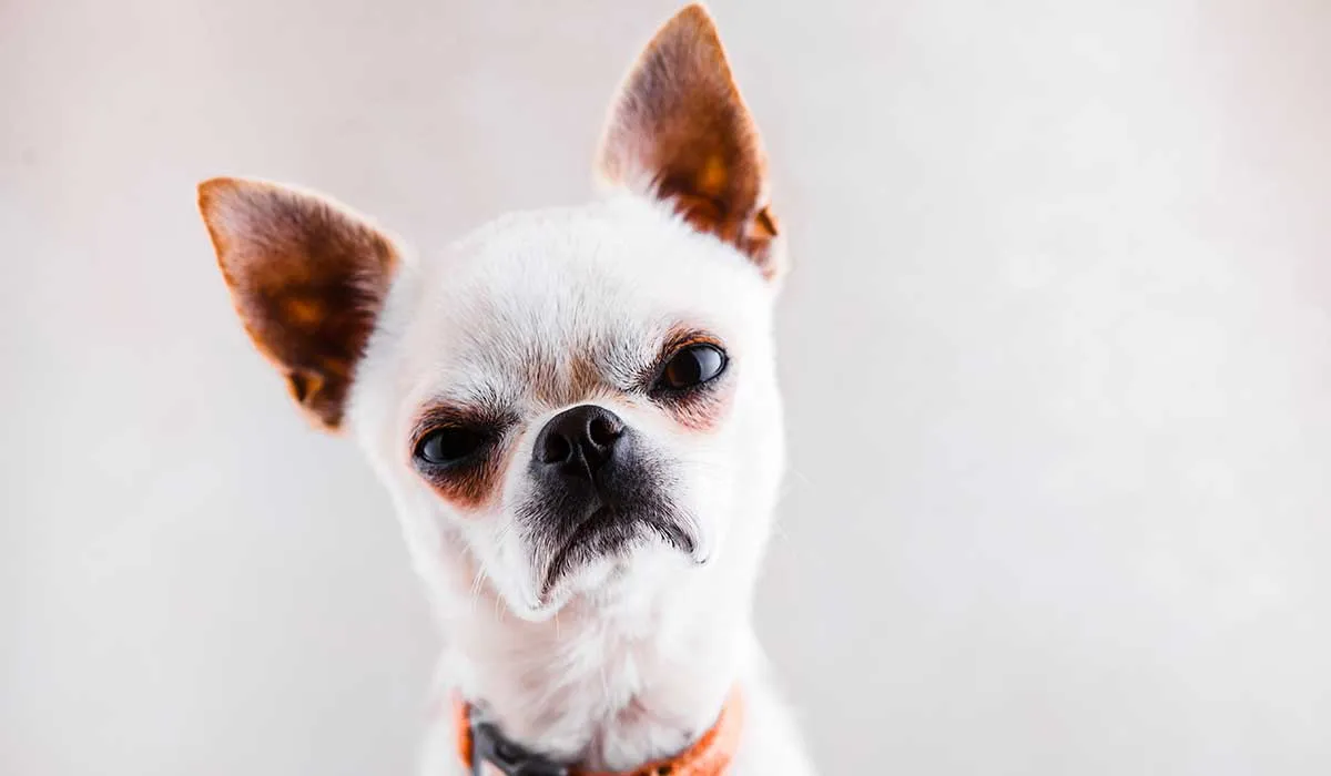 así puedes saber si tu perro esta enojado