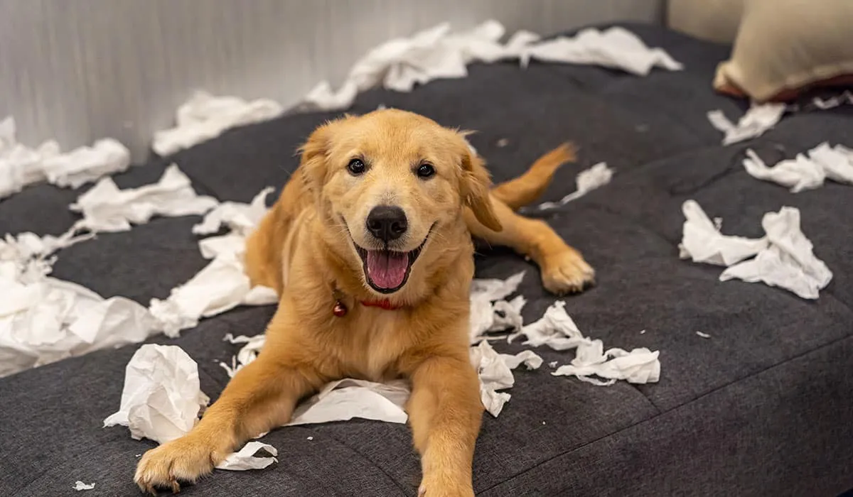 problemas de entrenamiento que puedes tener con tu perro
