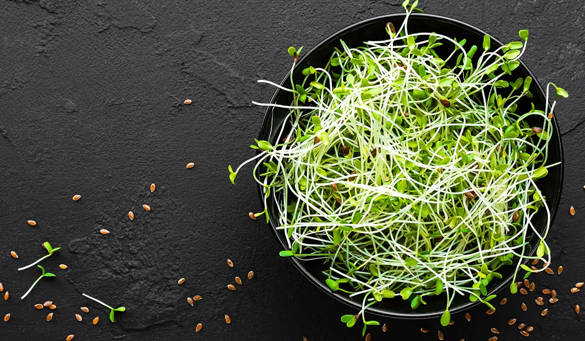 recetas con germinado para Navidad