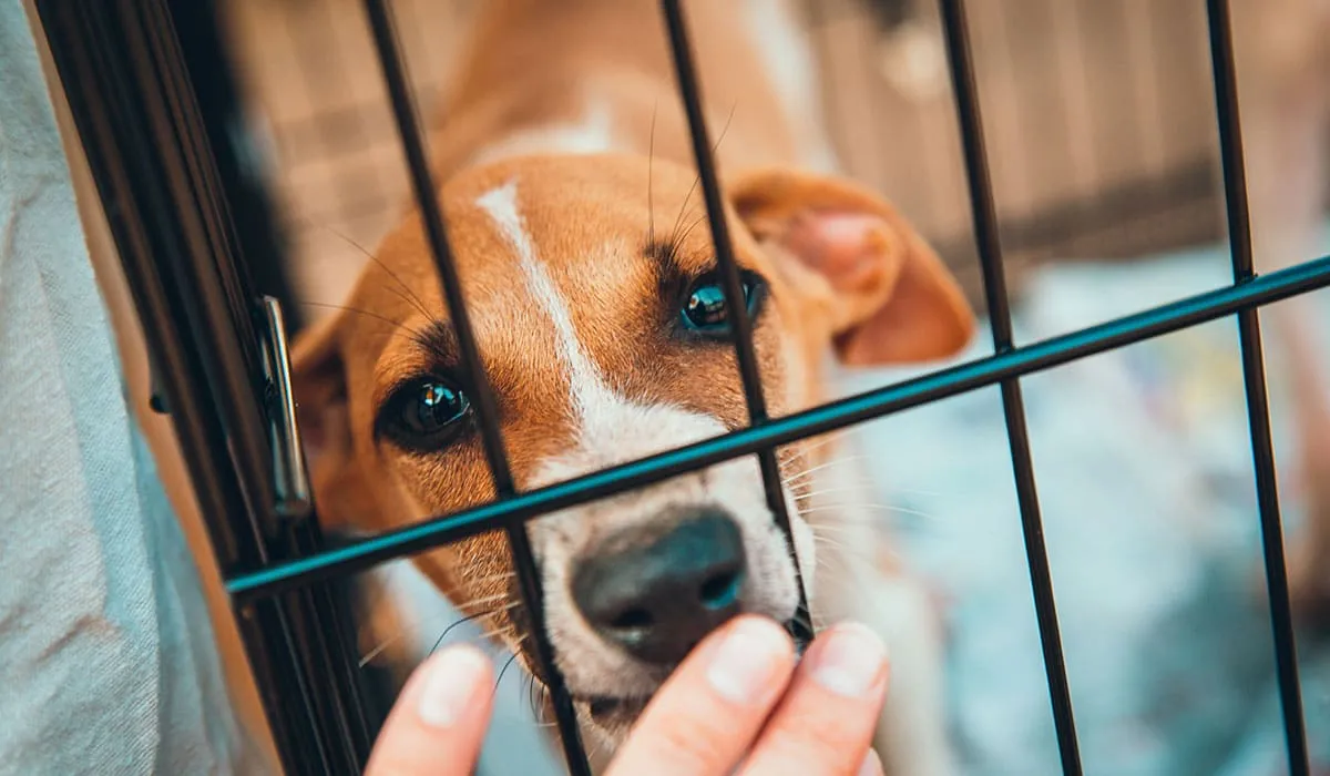 esto podria pasar con un perro adoptado