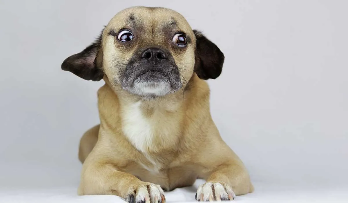 puedes entender el lenguaje de tu perro