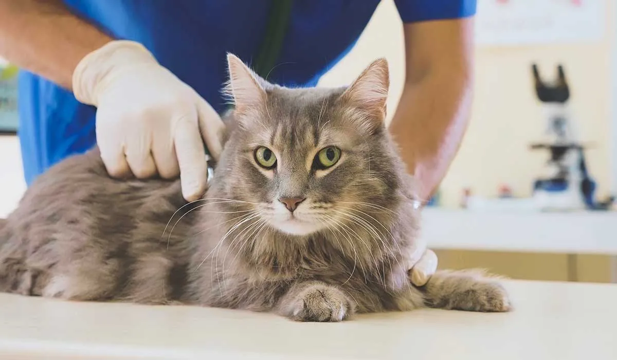signos para llevar a tu gato al veterinario