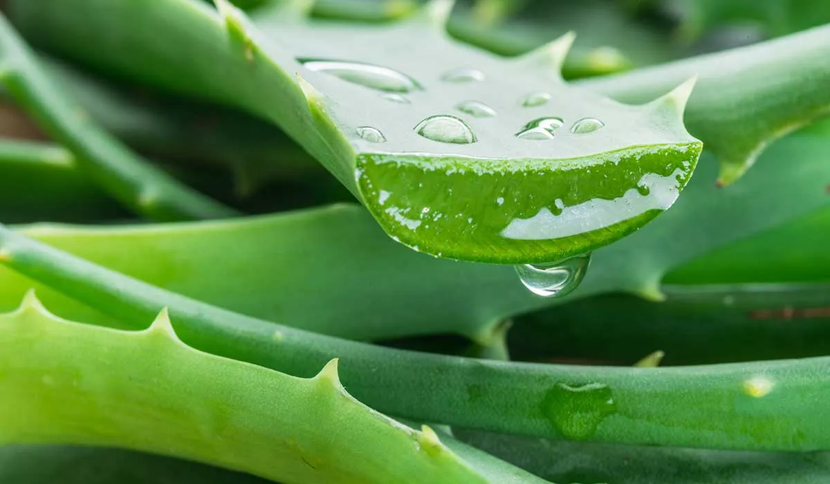descubre para que sirve el aloe vera