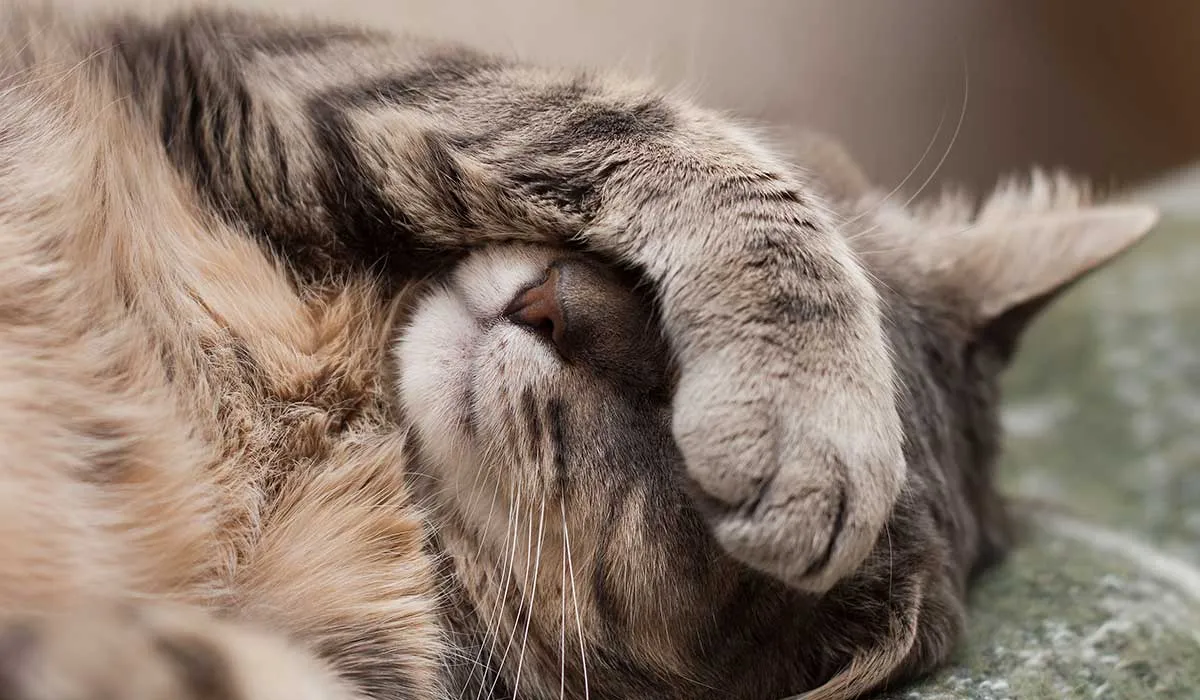 no cometas estos errores con tus gatos